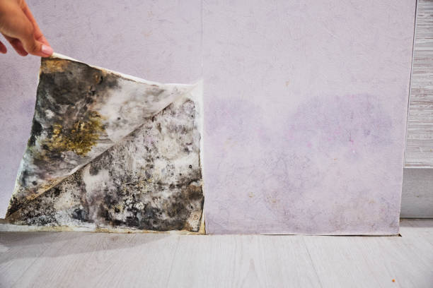Best Mold Testing  in Chatham, IL